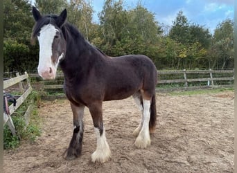 Clydesdale, Giumenta, 7 Anni, 181 cm, Baio nero