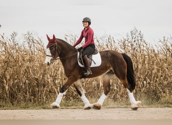 Clydesdale Mix, Giumenta, 9 Anni, Baio ciliegia