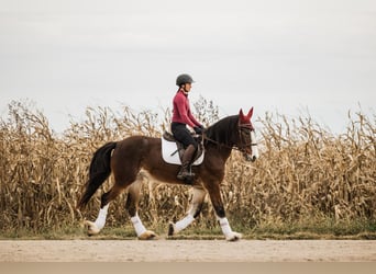 Clydesdale Mix, Giumenta, 9 Anni, Baio ciliegia