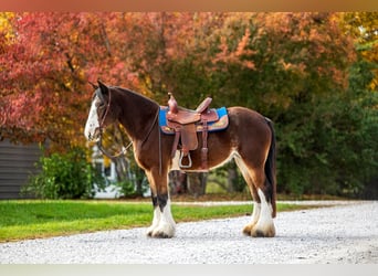 Clydesdale Mix, Giumenta, 9 Anni, Baio ciliegia