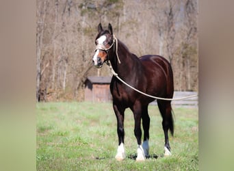 Clydesdale, Giumenta, 9 Anni, Baio ciliegia