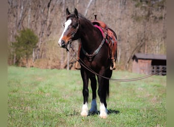 Clydesdale, Giumenta, 9 Anni, Baio ciliegia