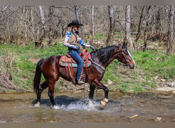 Clydesdale, Giumenta, 9 Anni, Baio ciliegia