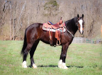 Clydesdale, Giumenta, 9 Anni, Baio ciliegia