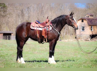 Clydesdale, Giumenta, 9 Anni, Baio ciliegia