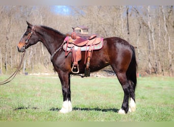 Clydesdale, Giumenta, 9 Anni, Baio ciliegia