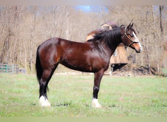 Clydesdale, Giumenta, 9 Anni, Baio ciliegia