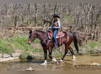 Clydesdale, Giumenta, 9 Anni, Baio ciliegia