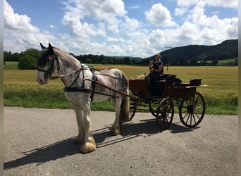 Clydesdale, Hengst, 14 Jahre, 180 cm, Roan-Bay