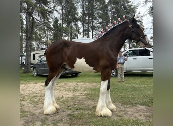 Clydesdale, Hengst, 1 Jaar, 173 cm, Roodbruin