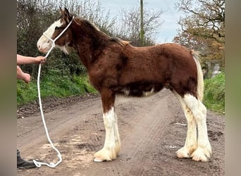 Clydesdale, Hengst, 1 Jaar