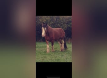 Clydesdale, Hengst, 2 Jaar, 162 cm, Bruin