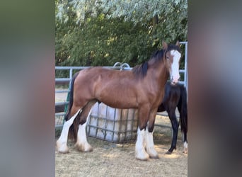 Clydesdale, Hengst, 2 Jaar, 165 cm, Bruin