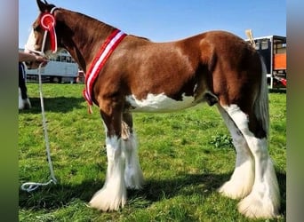 Clydesdale, Hengst, 2 Jahre