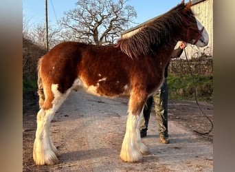 Clydesdale, Hengst, 2 Jahre