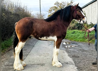 Clydesdale, Hengst, 2 Jahre