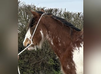 Clydesdale, Hengst, 2 Jahre