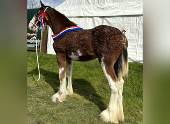 Clydesdale, Hengst, 2 Jahre