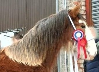 Clydesdale, Hengst, 3 Jahre