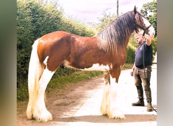 Clydesdale, Hengst, 3 Jahre