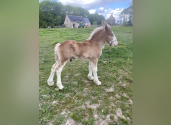 Clydesdale, Hengst, 