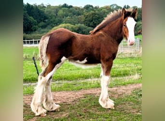 Clydesdale, Hengst, Fohlen (06/2026)