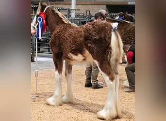 Clydesdale, Hengst, Fohlen (04/2025)