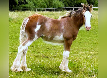 Clydesdale, Hengst, Fohlen (04/2026)