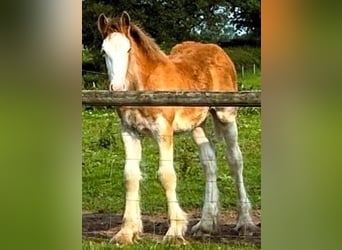 Clydesdale, Hengst, 