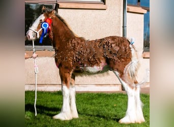 Clydesdale, Hengst, Veulen (04/2025)