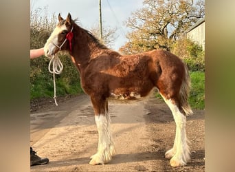 Clydesdale, Hengst, 