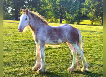 Clydesdale, Hengst, Veulen (01/2025)