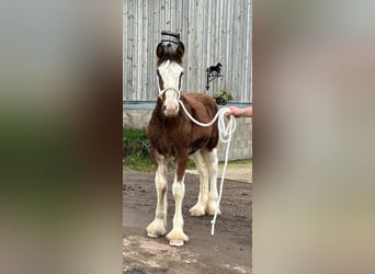 Clydesdale, Hingst, Föl (05/2024)