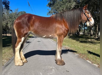 Clydesdale, Hongre, 10 Ans, 173 cm, Roan-Bay