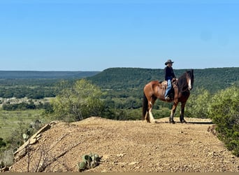 Clydesdale, Hongre, 10 Ans, 173 cm, Roan-Bay
