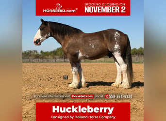 Clydesdale, Hongre, 11 Ans, Bai