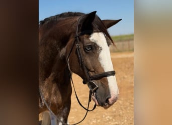 Clydesdale, Hongre, 11 Ans, Bai