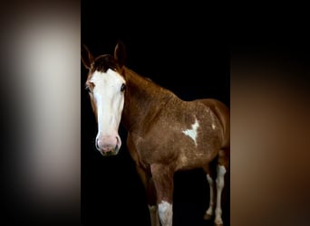 Clydesdale Croisé, Hongre, 3 Ans