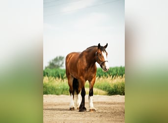 Clydesdale Croisé, Hongre, 4 Ans, 163 cm, Bai cerise