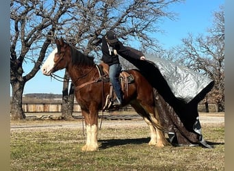 Clydesdale, Hongre, 4 Ans, 163 cm, Roan-Bay