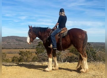 Clydesdale, Hongre, 4 Ans, 163 cm, Roan-Bay