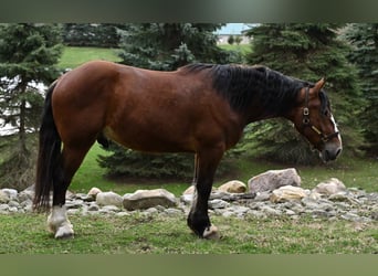 Clydesdale, Hongre, 4 Ans, 168 cm, Bai cerise