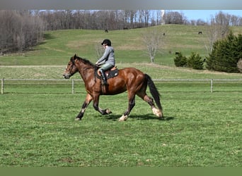 Clydesdale, Hongre, 4 Ans, 168 cm, Bai cerise