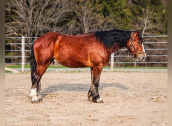 Clydesdale, Hongre, 4 Ans, 168 cm, Bai cerise