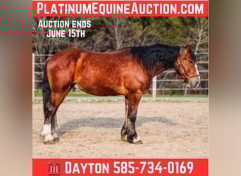 Clydesdale, Hongre, 4 Ans, 168 cm, Bai cerise