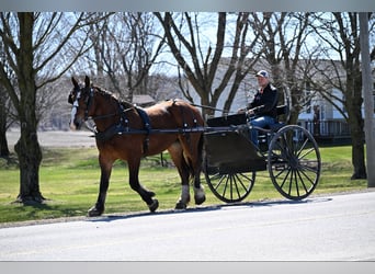 Clydesdale, Hongre, 4 Ans, 168 cm, Bai cerise