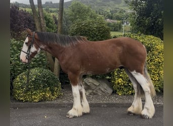 Clydesdale, Hongre, 4 Ans, 170 cm, Bai cerise