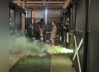 Clydesdale Croisé, Hongre, 5 Ans, 165 cm, Bai cerise