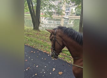 Clydesdale Croisé, Hongre, 5 Ans, 165 cm, Bai cerise