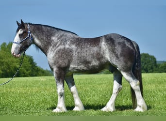 Clydesdale, Hongre, 5 Ans, 165 cm, Rouan Bleu